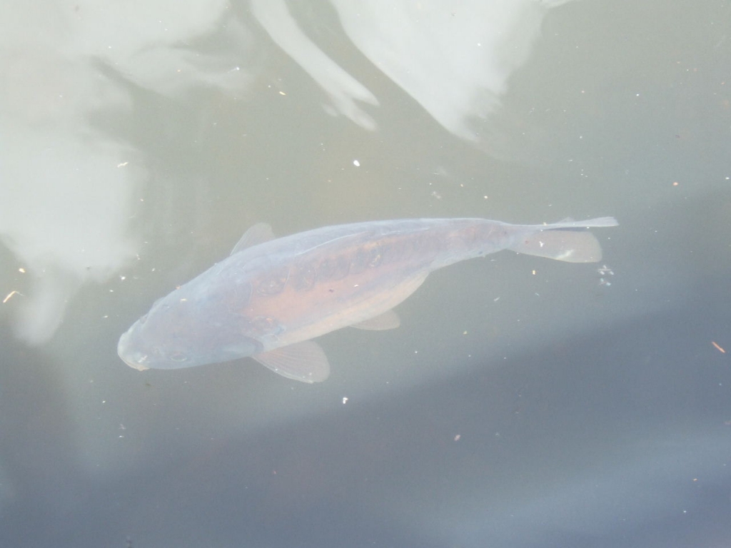 Foto de Fraispertuis, Francia