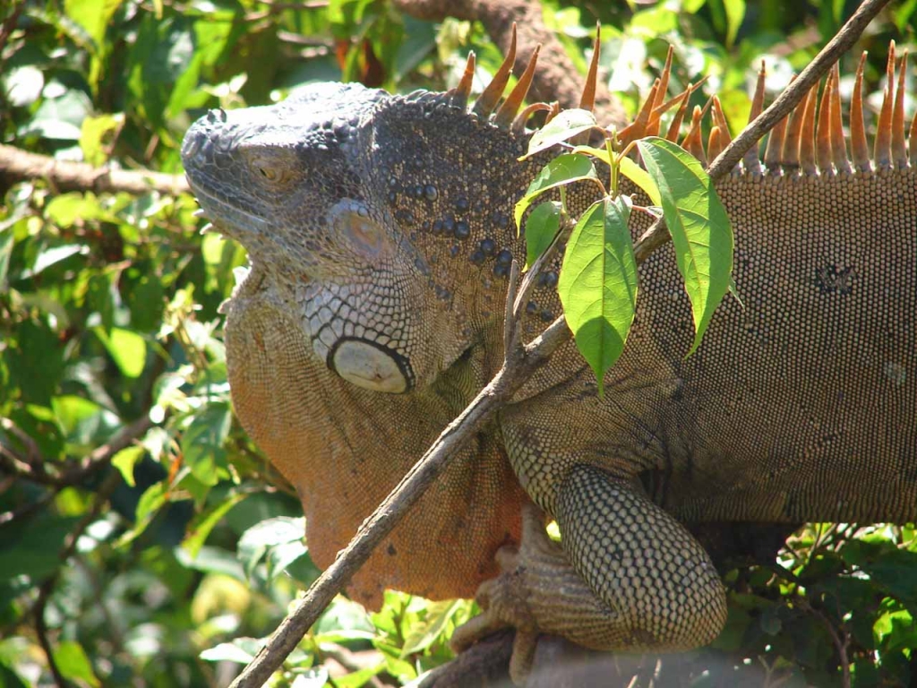 Foto de San Carlos, Costa Rica
