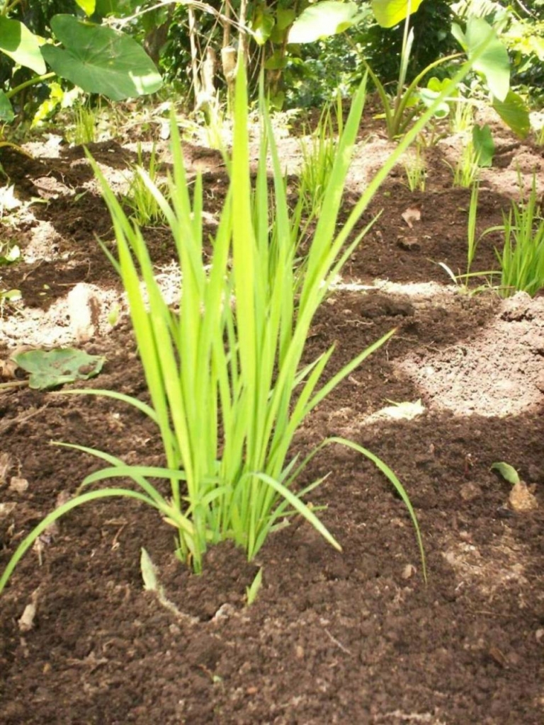 Foto de San Ignacio de Acosta, Costa Rica