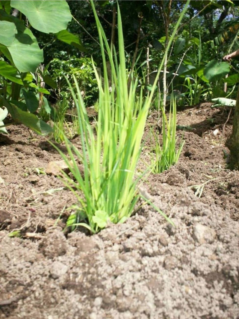 Foto de San Ignacio de Acosta, Costa Rica