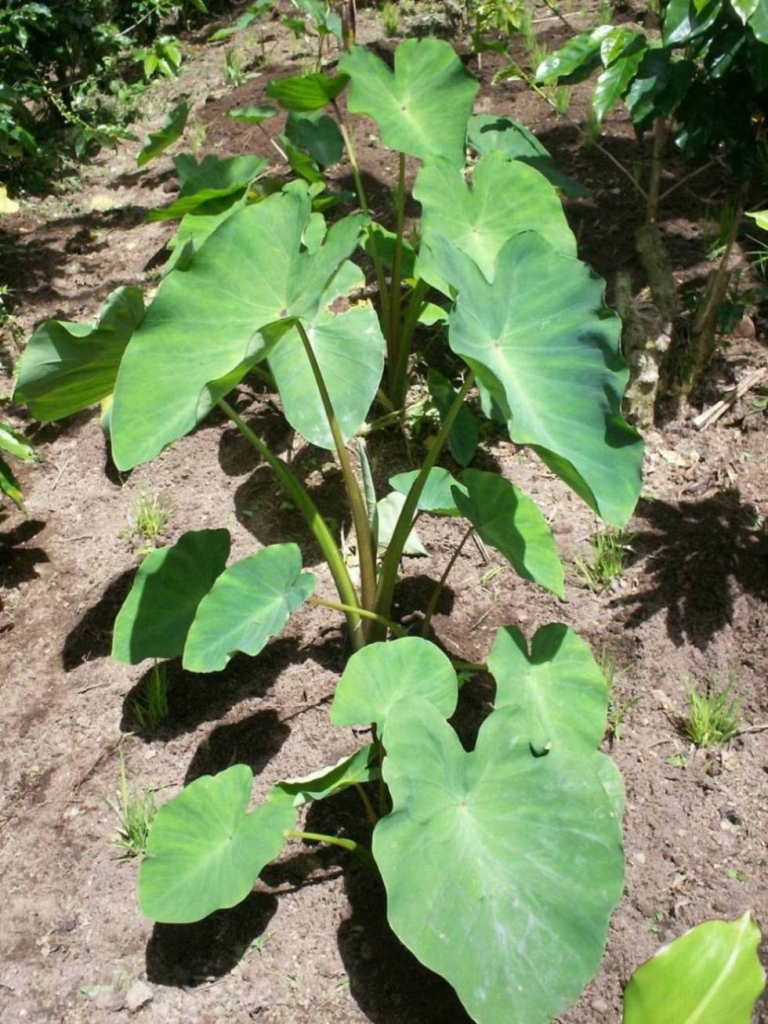 Foto de San Ignacio de Acosta, Costa Rica