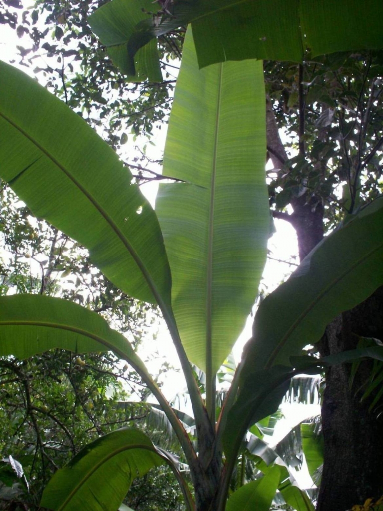 Foto de San Ignacio de Acosta, Costa Rica