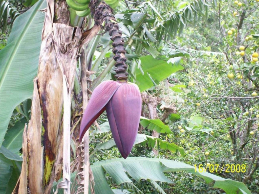 Foto de San Ignacio de Acosta, Costa Rica