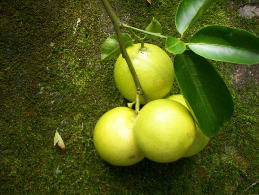 Foto de San Ignacio de Acosta (San José), Costa Rica