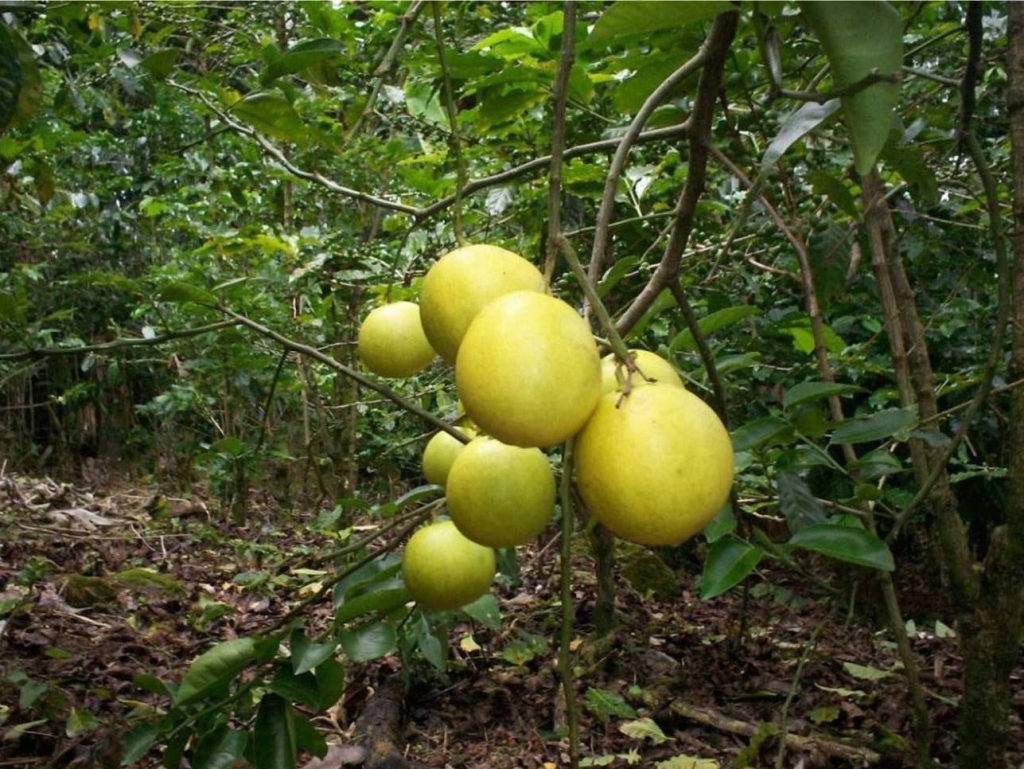 Foto de San Ignacio de Acosta (San José), Costa Rica