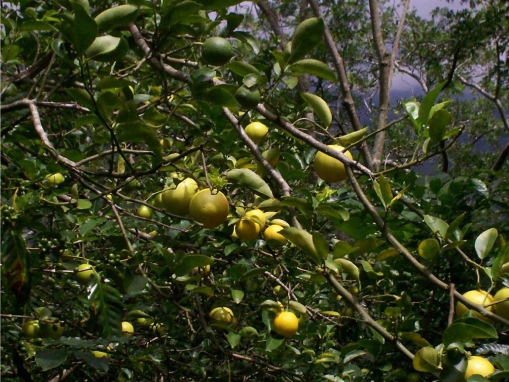 Foto de San Ignacio de Acosta (San José), Costa Rica
