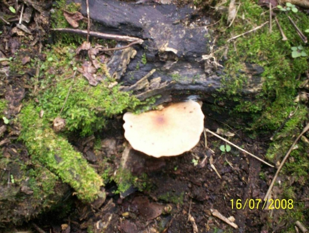 Foto de San Ignacio de Acosta (San José), Costa Rica