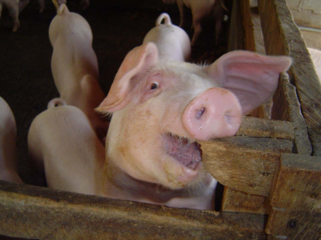 Foto de Puntarenas, Costa Rica