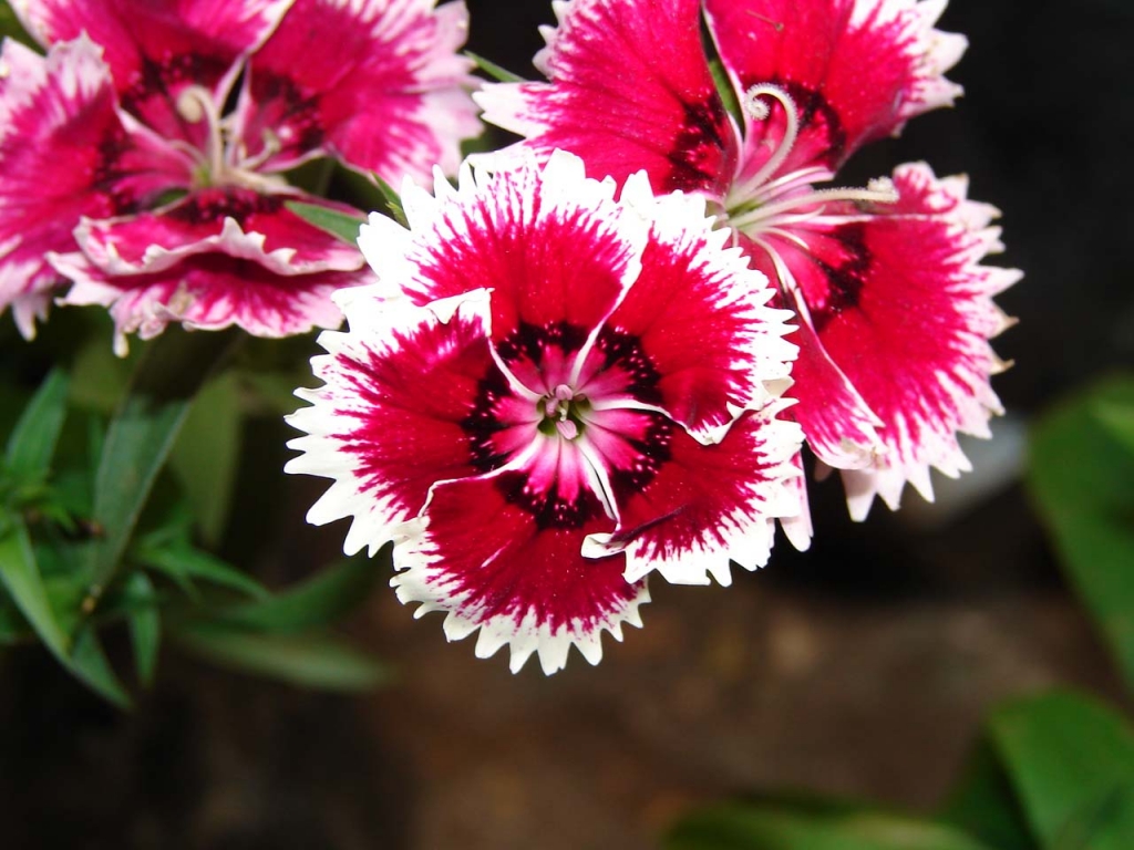 Foto de Puntarenas, Costa Rica