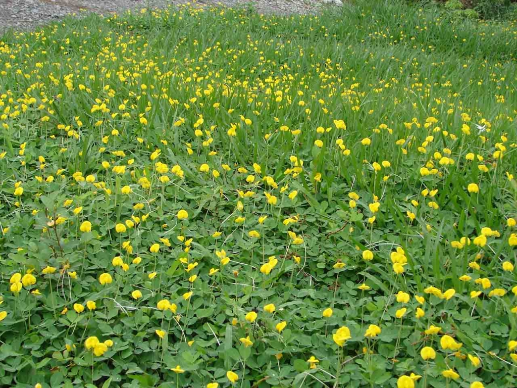 Foto de Las Juntas, Costa Rica