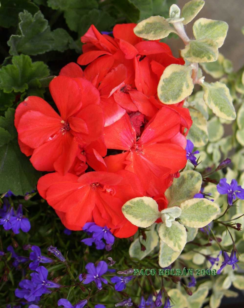 Foto de Tallin, Estonia