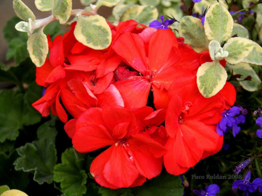 Foto de Tallin, Estonia