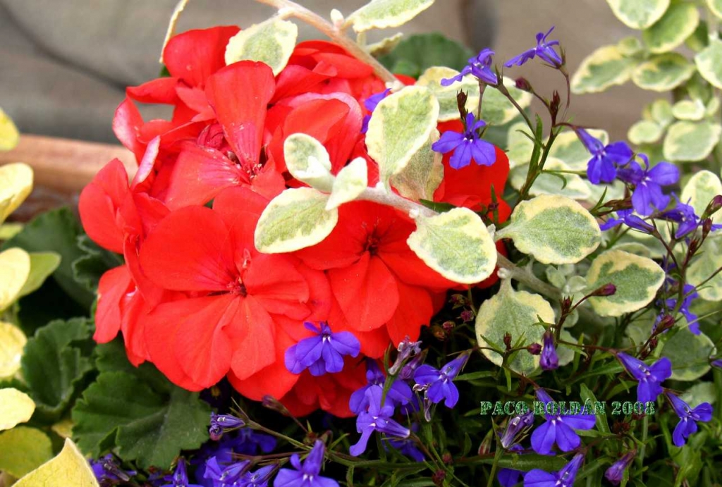 Foto de Tallin, Estonia