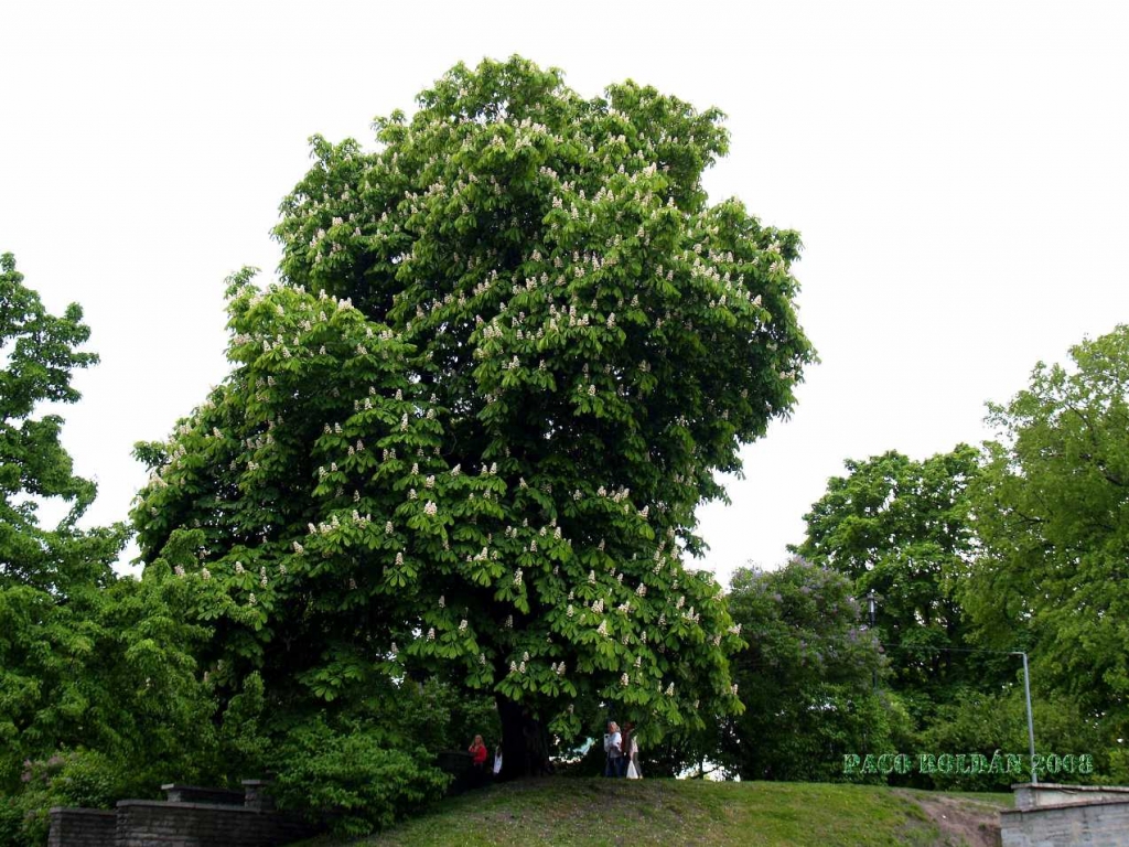 Foto de Tallin, Estonia