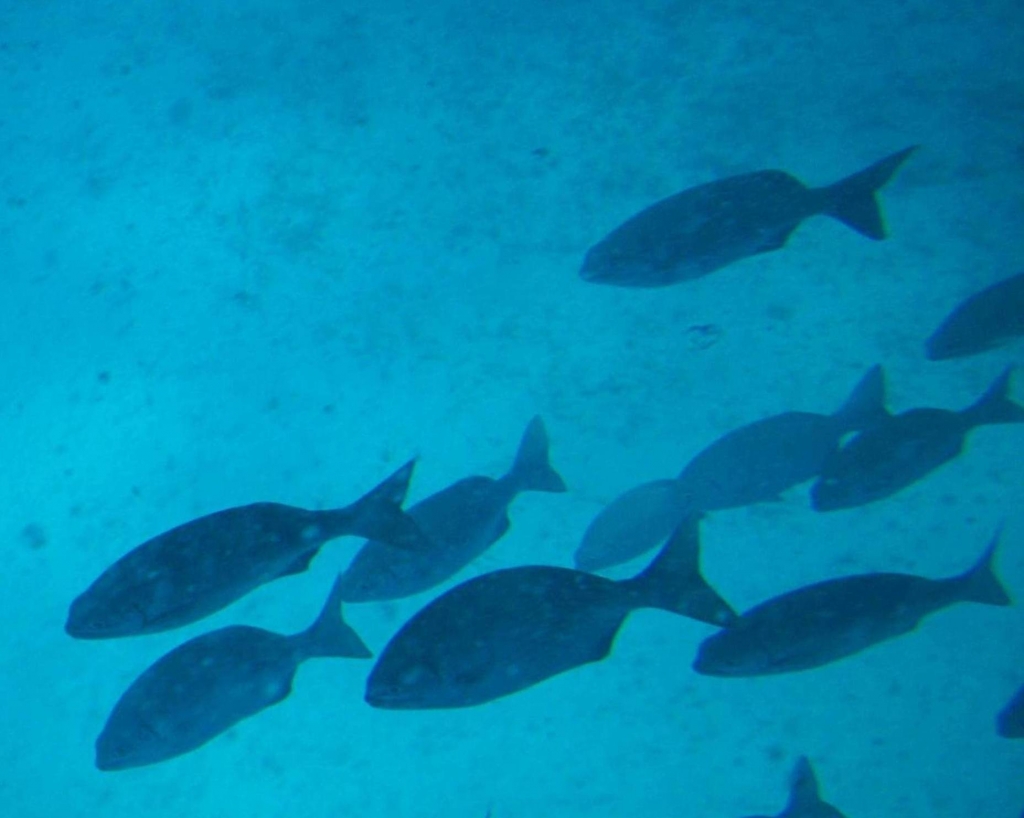 Foto de Isla San Andres, Colombia
