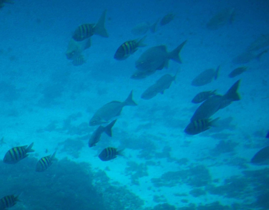 Foto de Isla San Andres, Colombia