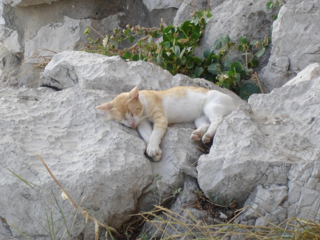Foto de Dubrovnik, Croacia
