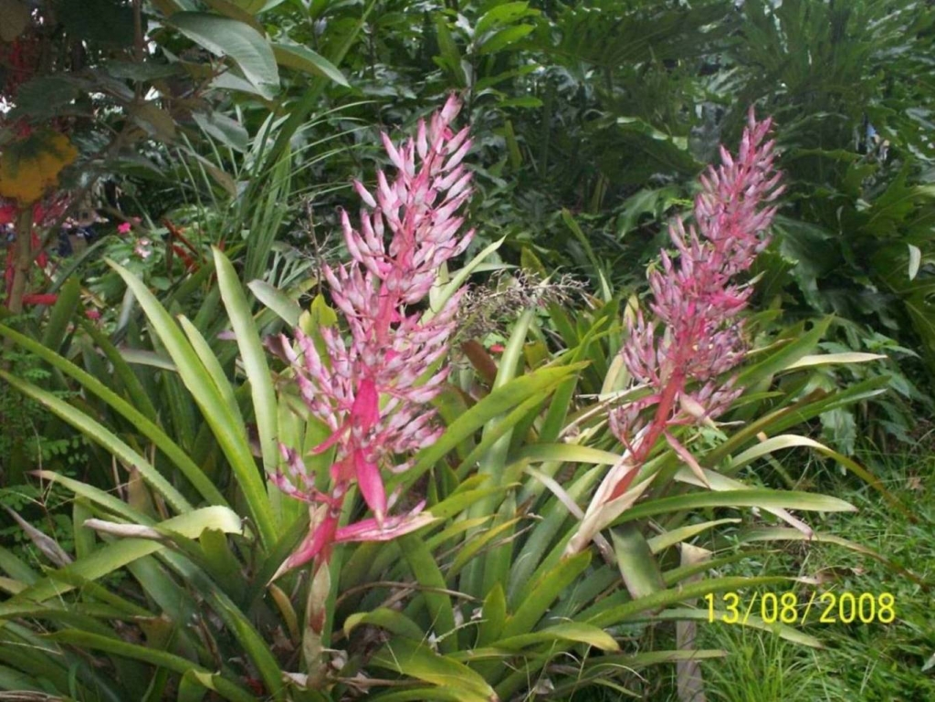 Foto de Alajuela, Costa Rica