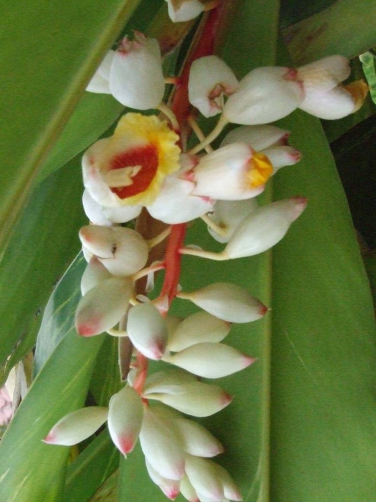 Foto de Poas (Alajuela), Costa Rica