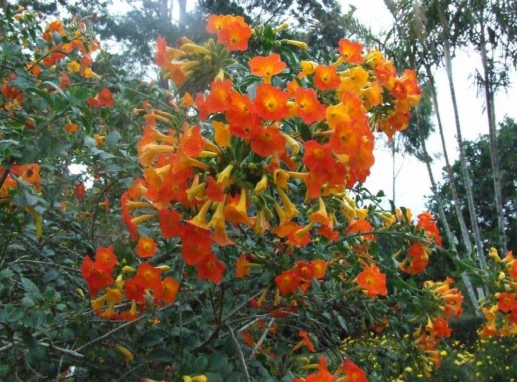 Foto de Poas (Alajuela), Costa Rica