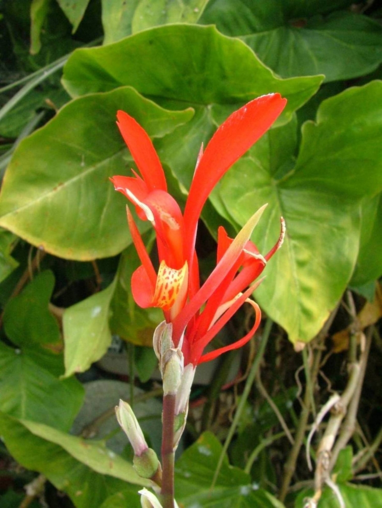 Foto de Poas (Alajuela), Costa Rica