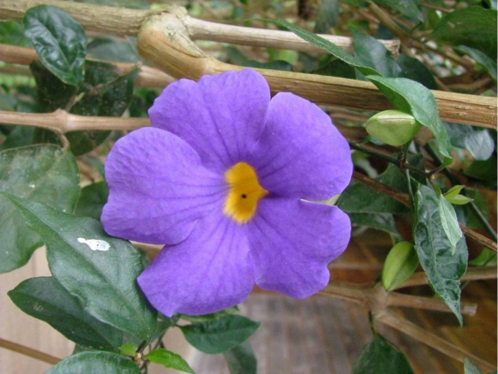 Foto de Poas (Alajuela), Costa Rica