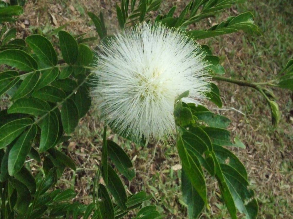 Foto de Poas (Alajuela), Costa Rica