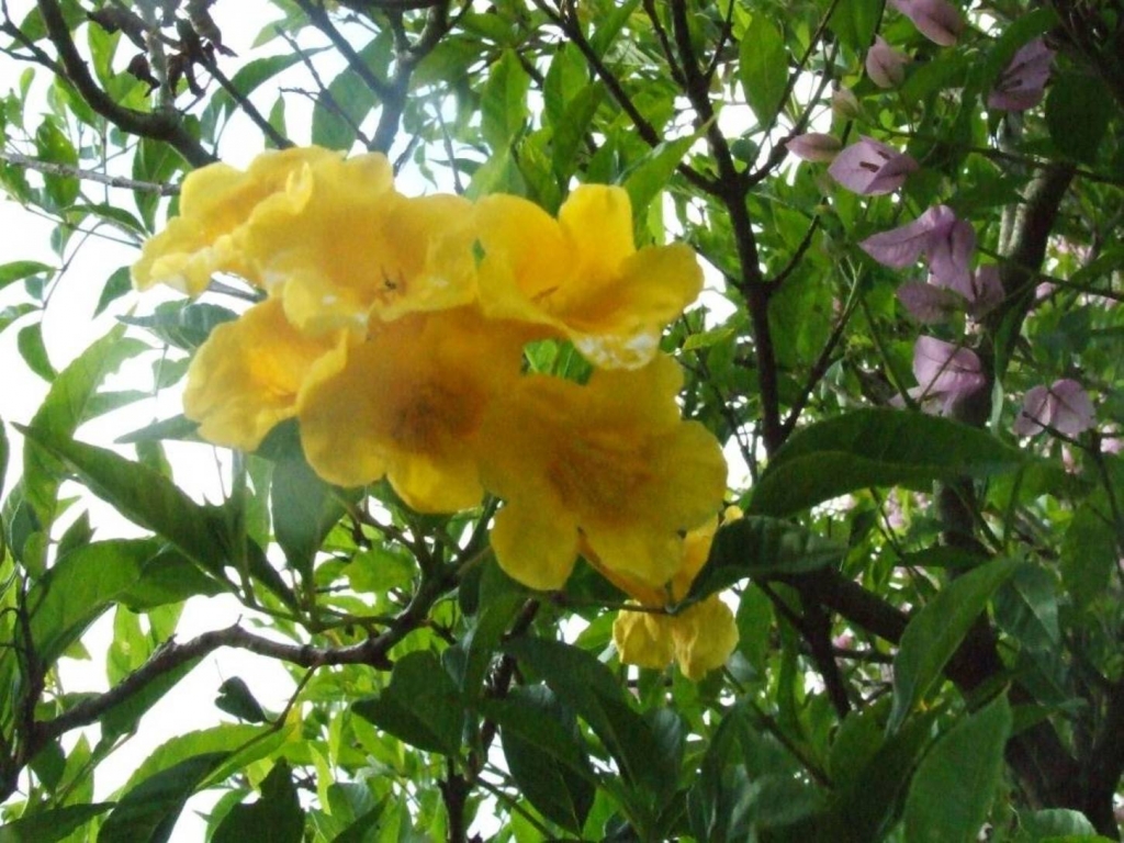 Foto de Poas (Alajuela), Costa Rica