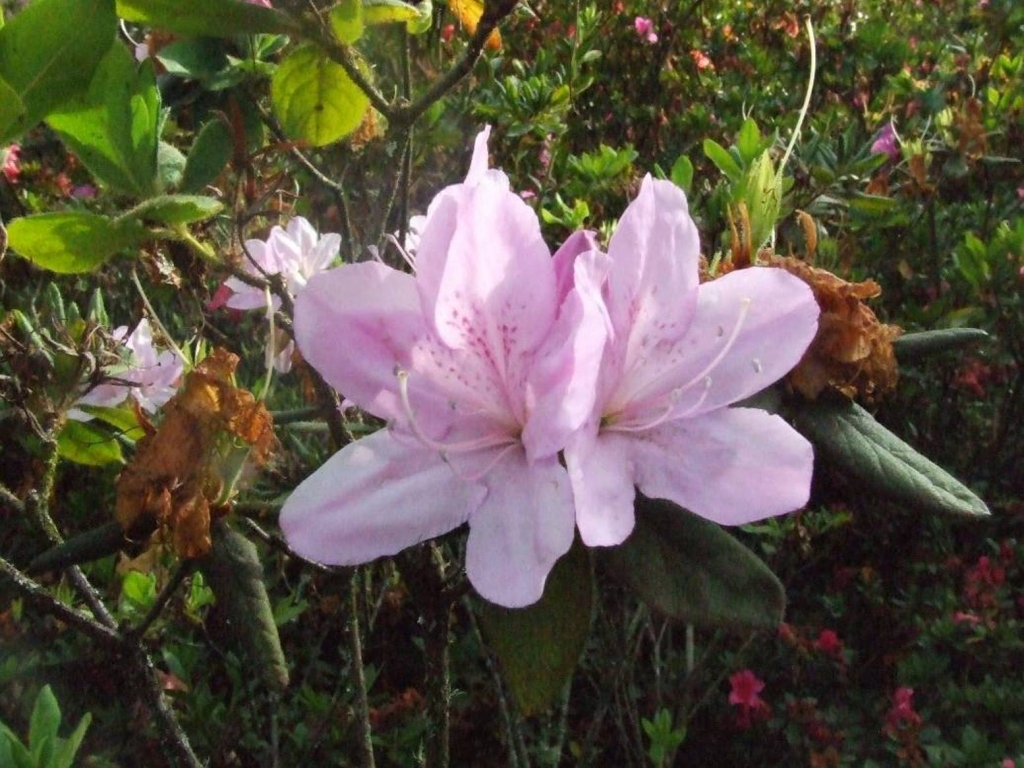 Foto de Poas (Alajuela), Costa Rica