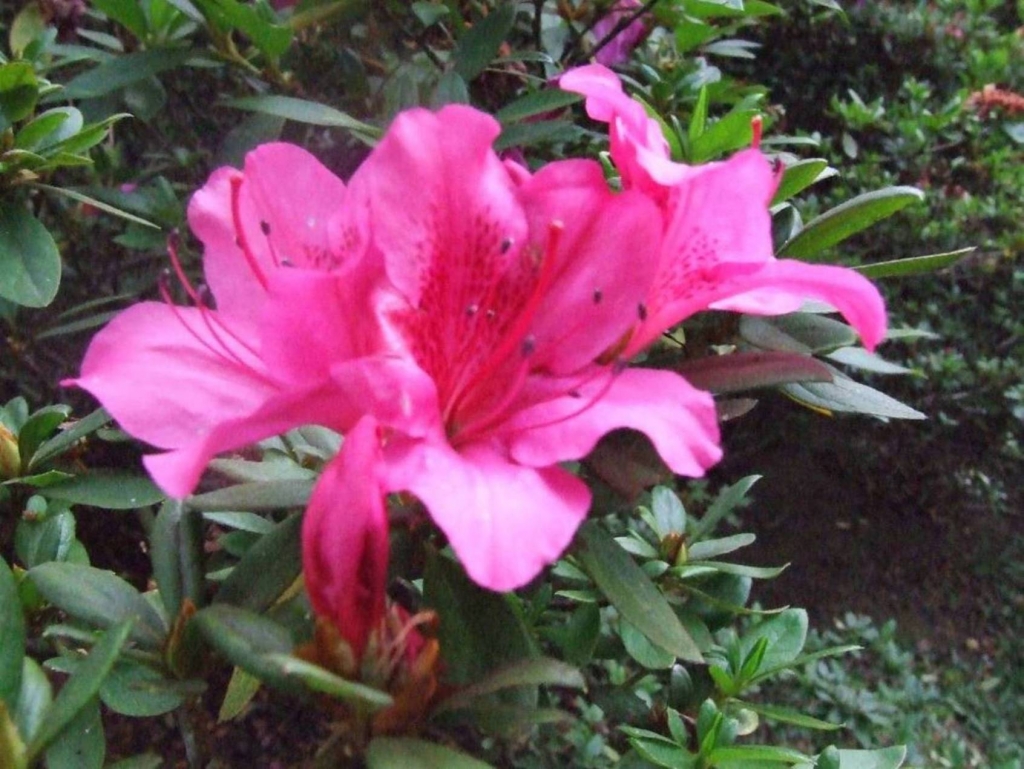 Foto de Poas (Alajuela), Costa Rica