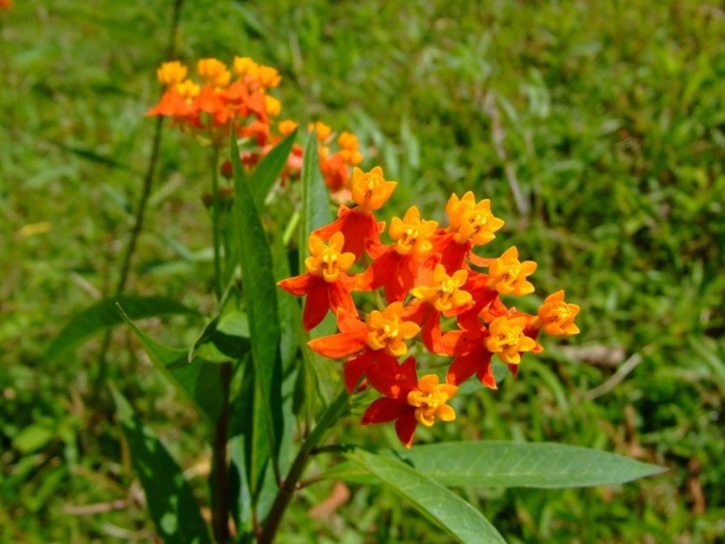 Foto de Poas (Alajuela), Costa Rica