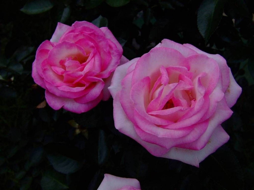 Foto de Poas (Alajuela), Costa Rica