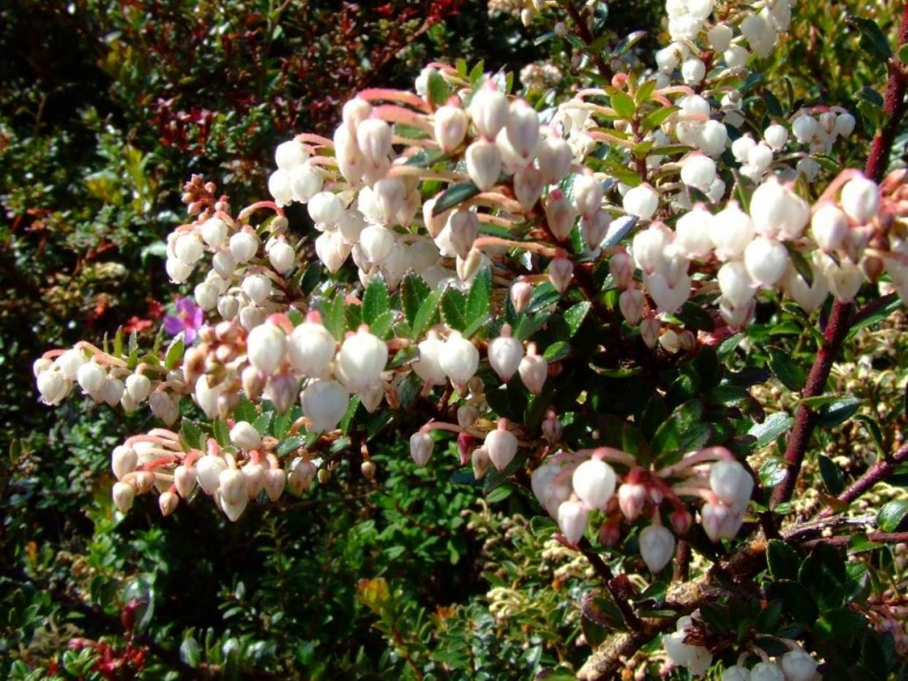 Foto de Poas (Alajuela), Costa Rica