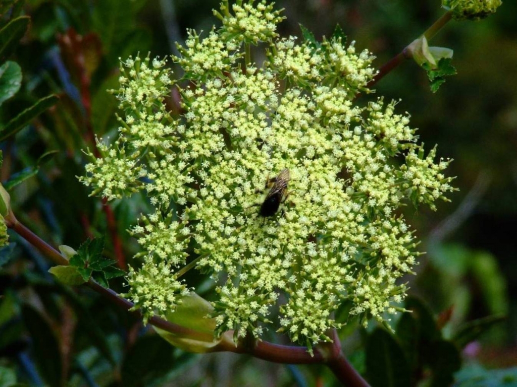 Foto de Poas (Alajuela), Costa Rica