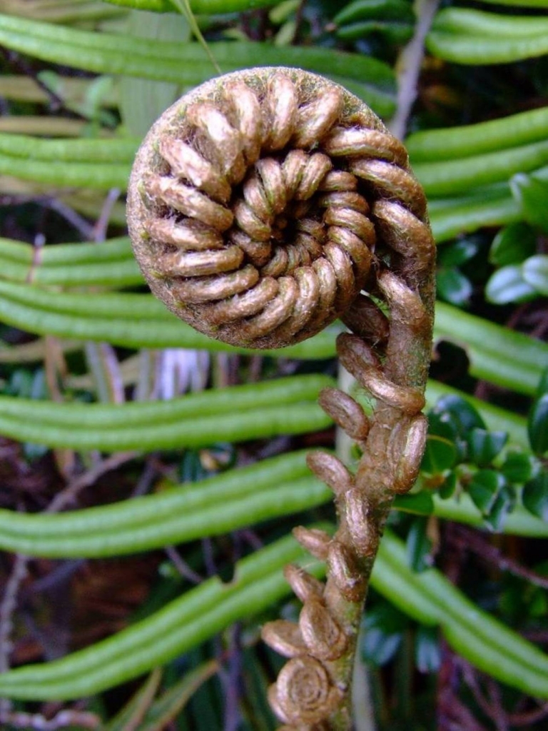 Foto de Poas (Alajuela), Costa Rica