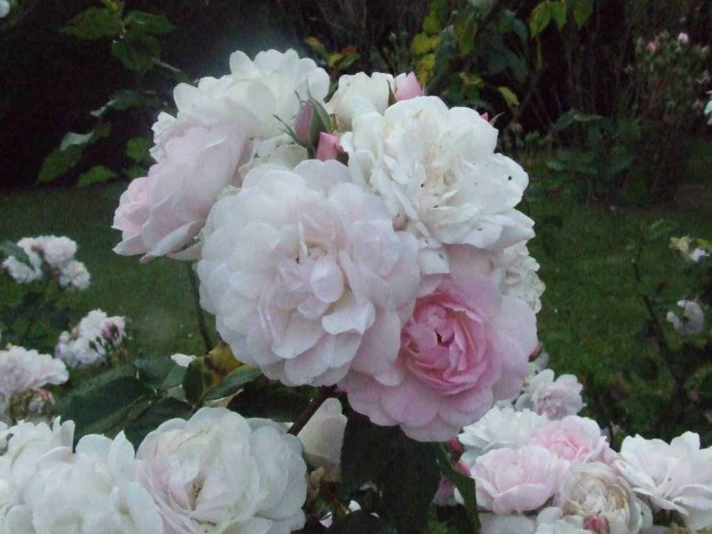 Foto de Poas (Alajuela), Costa Rica