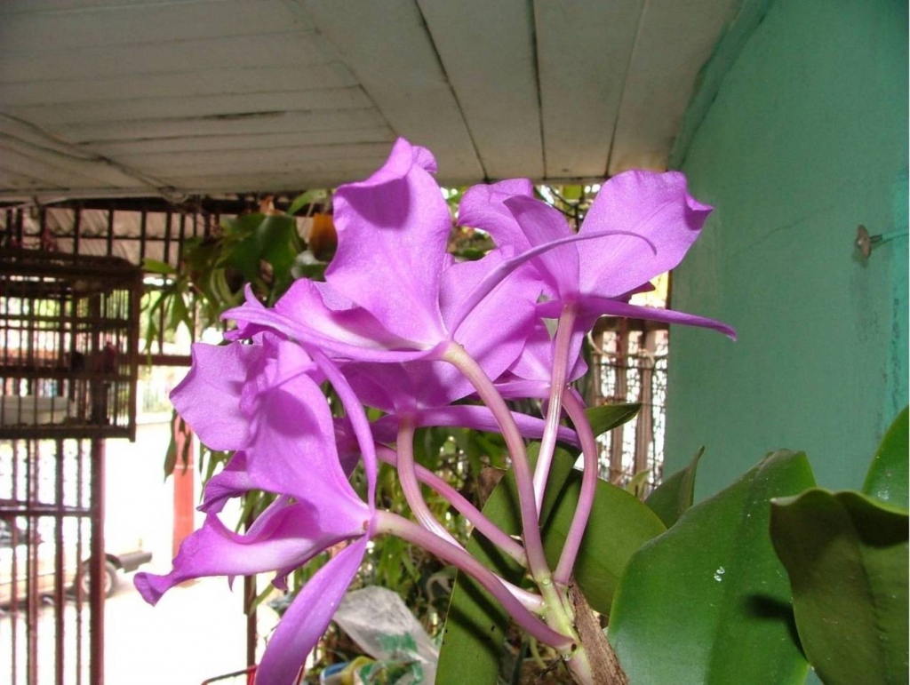 Foto de Poas (Alajuela), Costa Rica