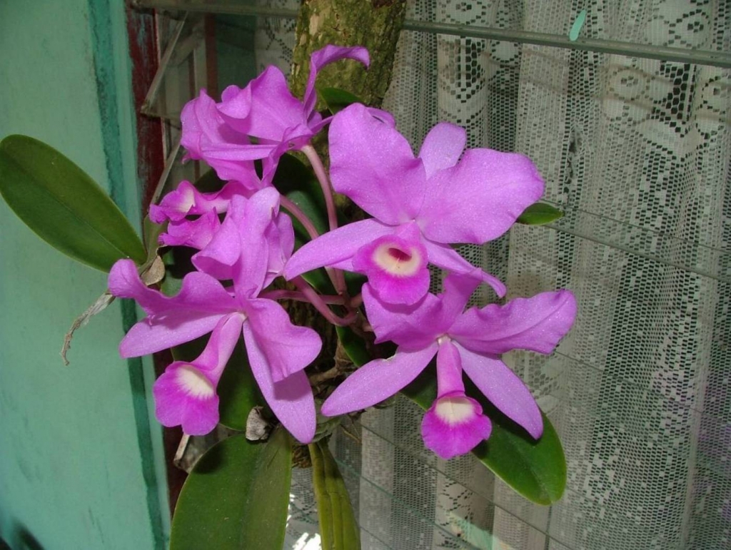 Foto de Poas (Alajuela), Costa Rica