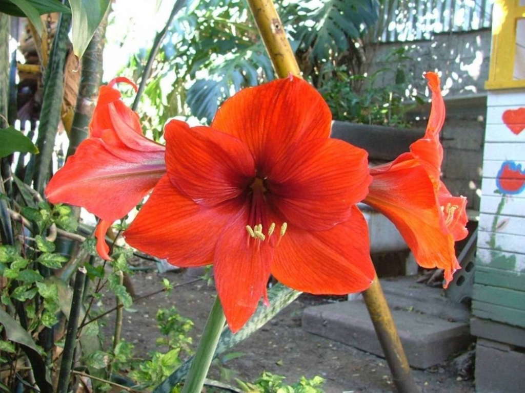 Foto de Poas (Alajuela), Costa Rica