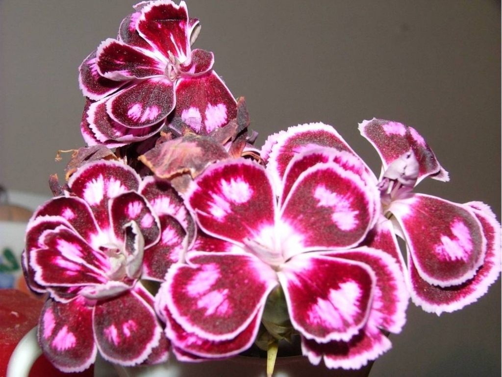 Foto de Poas (Alajuela), Costa Rica