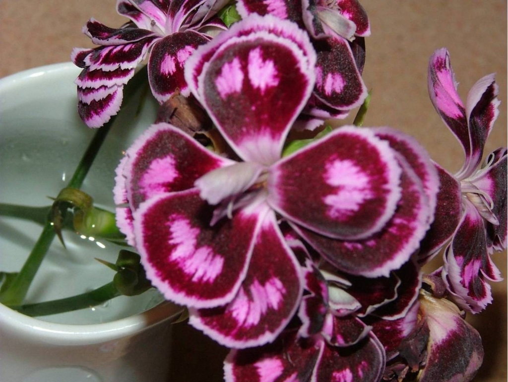 Foto de Poas (Alajuela), Costa Rica