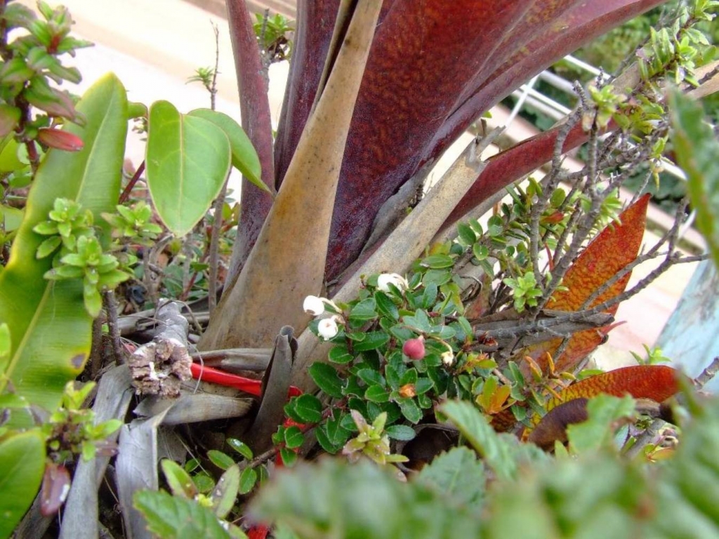 Foto de Poas (Alajuela), Costa Rica