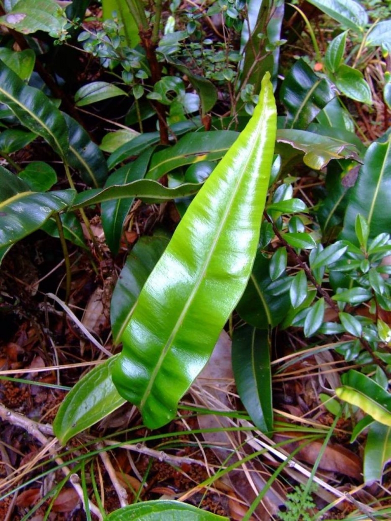 Foto de Poas (Alajuela), Costa Rica