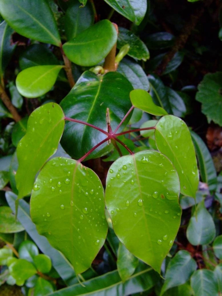 Foto de Poas (Alajuela), Costa Rica