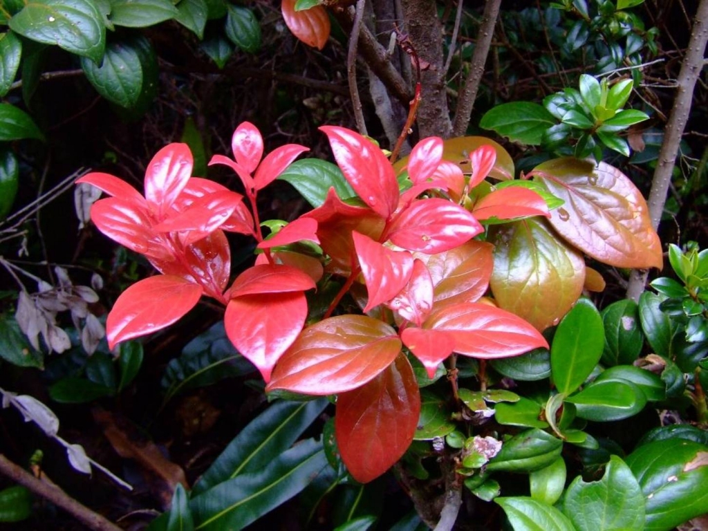 Foto de Poas (Alajuela), Costa Rica