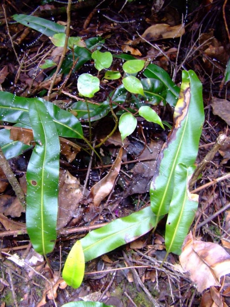 Foto de Poas (Alajuela), Costa Rica