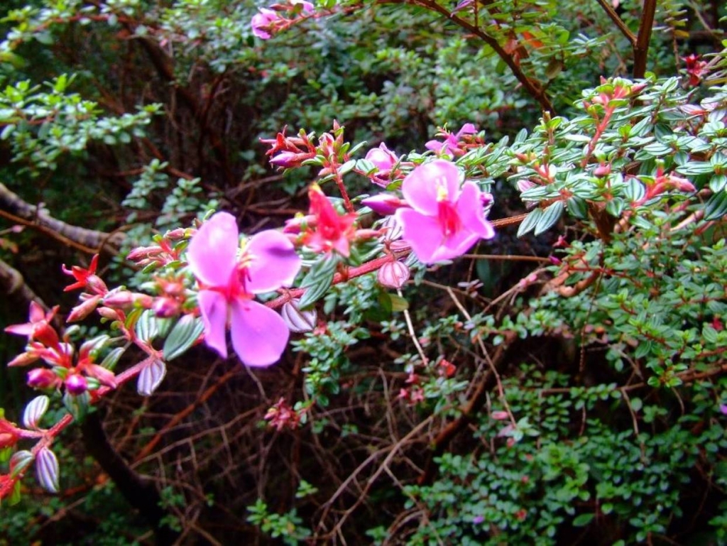 Foto de Poas (Alajuela), Costa Rica