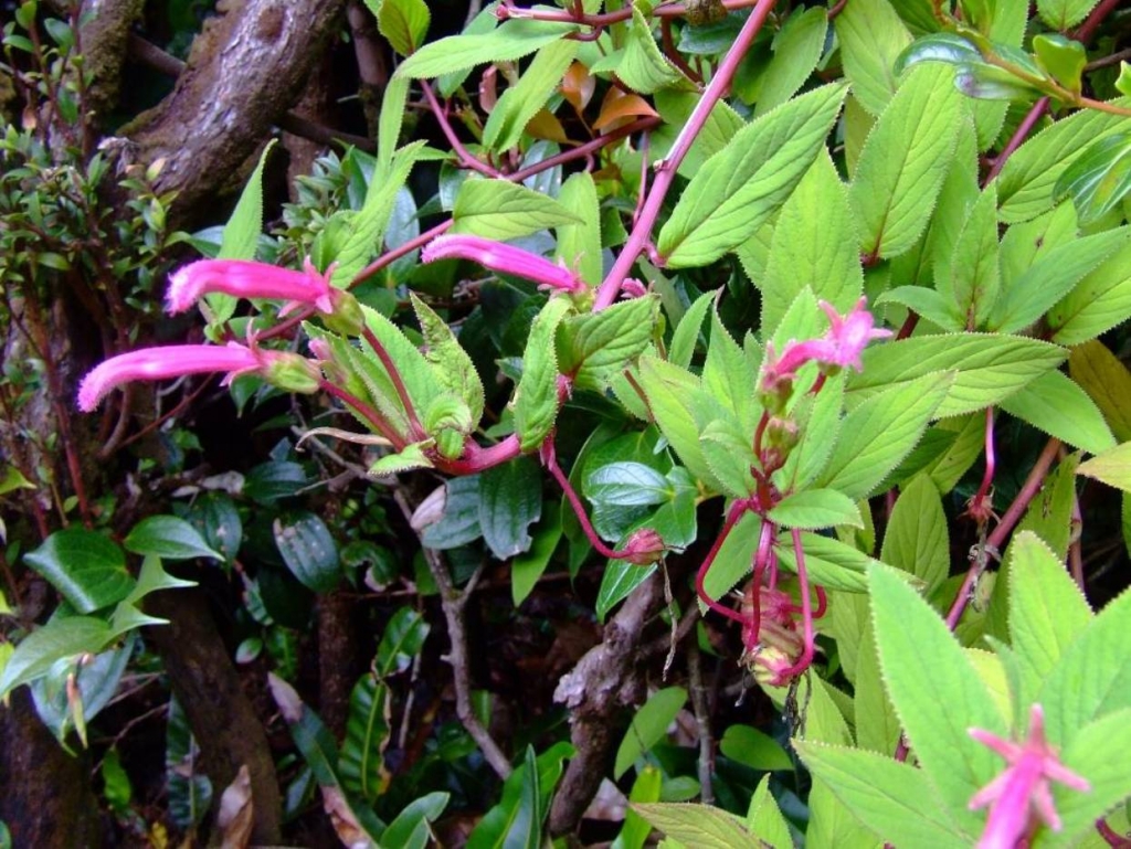 Foto de Poas (Alajuela), Costa Rica