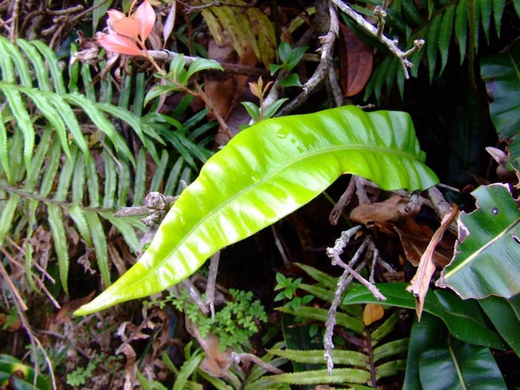 Foto de Poas (Alajuela), Costa Rica