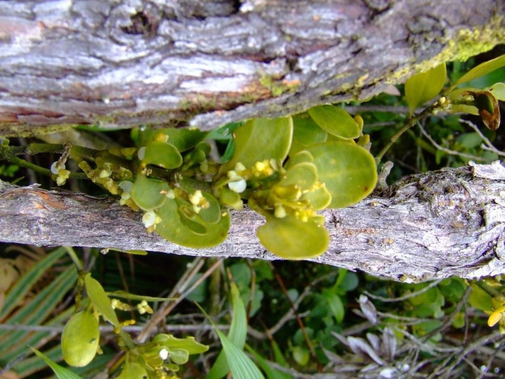 Foto de Poas (Alajuela), Costa Rica